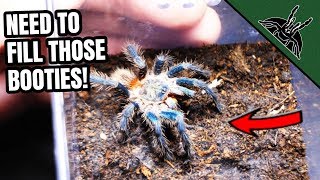 Feeding Jerkos TARANTULAS [upl. by Anyek]