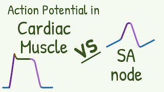 Action Potentials  Part 1 What is an Action Potential [upl. by Dorion]