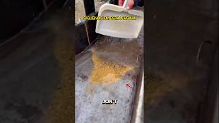 HUGE AMOUNT OF GOLD TRAPPED IN A SLUICE BOX [upl. by Torr]