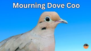 Mourning Dove Call Coo [upl. by Ecikram283]