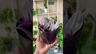 Inch Plant  Tradescantia Zebrina Propagation  How To Propagate Inch Plant shorts gardening [upl. by Odrareve]