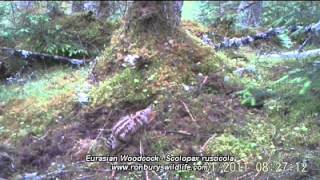 Eurasian Woodcock  Scolopax rusticola [upl. by Namrej]