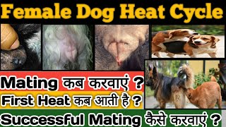 dog heat cycle  ideal time for mating  heat signs in dog  how to get successful pregnancy [upl. by Arec]