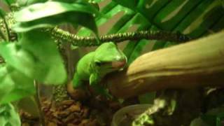 Madagascar Giant Day Gecko caught cricket 馬達加斯加日守宮捉蟋蟀 [upl. by Attena]