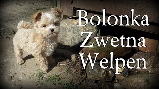 Bolonka Zwetna Welpen  Entwicklung von der Geburt bis zum abgabefähigen Alter Bolonka Zwetna Doku [upl. by Bradan197]