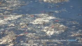 Lyngbya algae mats at Spanish Point Osprey Florida  May 26 2022 [upl. by Lindell]