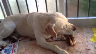 Perro labrador comiendo jamón [upl. by Tabbie]