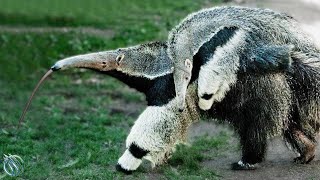 GIANT ANTEATER ─ Toothless Giant that Can Kill Jaguars Cougars and Poachers [upl. by Herv97]