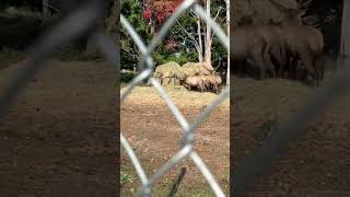 Elk at the city Park in Gaylord Michigan [upl. by Odnanreh740]