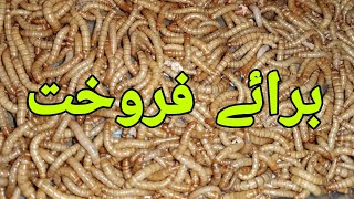 mealworm farm business in pakistan [upl. by Kolk]