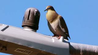 White winged Dove vocalizing [upl. by Lorenzo]