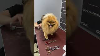 Pomeranian Dog  Grooming Haircut With Scissors [upl. by Llerrej]