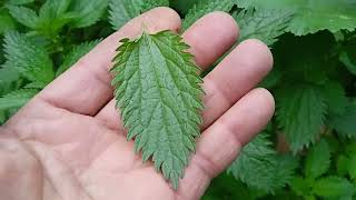 How to Harvest Stinging Nettle Leaves [upl. by Damas]