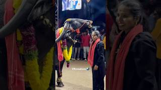 SADAR ICON SWAPNA YADAV SADAR 2024  sadarfestival sadar2024 subscribe [upl. by Littlejohn414]