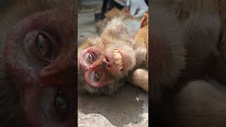 AnimalCareSocietyMeerut01 foryou monkeyvideo foryoupage shortsfeed viralvideo 1millone [upl. by Nosrettap]