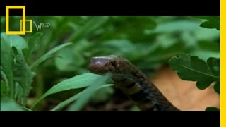 City Overrun by Snakes  National Geographic [upl. by Felita]