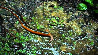 ミミズを捕食するクガビル その２ Giant leech eating an earthworm No2 [upl. by Nej467]