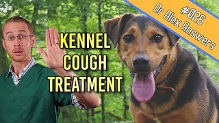 Kennel Cough Treatment in Dogs is it really needed  Dog Health Vet Advice [upl. by Gaskin]