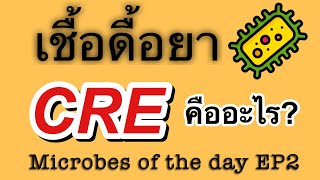 เชื้อดื้อยา CRE Microbs of the day EP2 [upl. by Reinert]