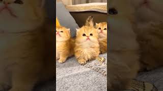 The lovely kittens are really sweet😍😍😍cat catsoftiktok kittycat cutecat funnycat meow for [upl. by Sadick]