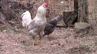 Chickens Mating [upl. by Eiltan]