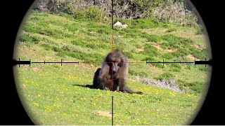 Top 20 Baboons Kill Shot In 2 Minutes  Baboons Hunting Compilation Video [upl. by Nirrak]