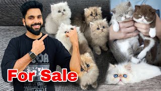 White Cute Persian Kittens  Persian Cats For Sale  Cats For Sale  persian cat price in india cat [upl. by Gagne]