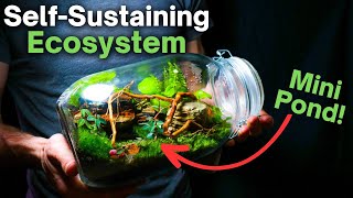 I Made a Self Sustaining Terrarium With a Mini Pond Here’s How [upl. by Wenonah]