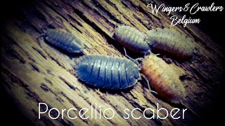 All about Porcellio scaber  P scaber  isopod  Common Rough Woodlouse Terrarium  Species Profile [upl. by Normi567]