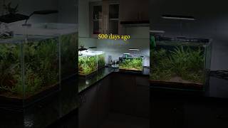 500 days tank update🌿 plants aquarium aquascaping shorts fyp fishtank fish [upl. by Siegler118]