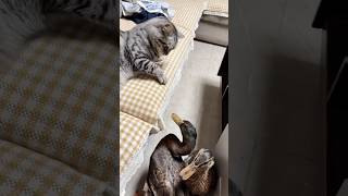 cat and duck fightshorts youtubeshorts funny [upl. by Idaf]