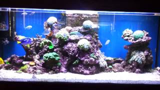 Display marine tank with schooling bluegreen Chromis [upl. by Ailuig]