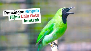 Pancingan Cucak Ijo Gacor Cepat Buat Menaikan Emosi Ijo Lain Seketika Langsung Jamtrok Bongkar Isian [upl. by Ymia]