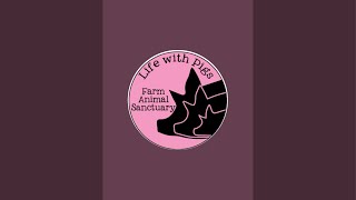 Life With Pigs Farm Animal Sanctuary is live [upl. by Modeste185]