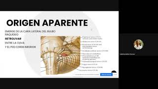 IX PAR CRANEAL NERVIO GLOSOFARINGEO  ANATOMIA [upl. by Sauncho19]