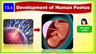 SPM FORM 4 CHAPTER 15 DEVELOPMENT OF HUMAN FOETUSMORULABLASTOCYSTPLACENTA UMBILICAL CHORD HCG [upl. by Pirali]