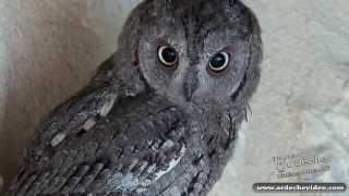 Un magnifique rapace  le Hibou Petit Duc Ardèche 4K [upl. by Musihc]