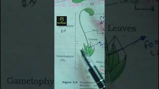 funaria Bryophytes ncert imp diagram class 11th ncert biology neet2025 aiims imp diagram [upl. by Valtin695]