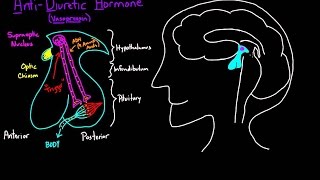 ADH Diagram animated [upl. by Ahsaya212]