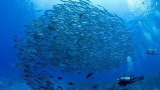 Atlantis Azores  Tubbataha Reef [upl. by Fini]