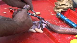 Hagfish Dissection [upl. by Katlaps15]