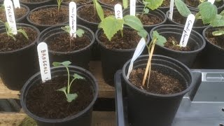 How to pot on leggy seedlings [upl. by Fechter]