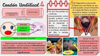 Cordón umbilical  VASA PREVIA en 4 minutos 🤓OBSTETRICIA🤰🤰 [upl. by Acsisnarf]