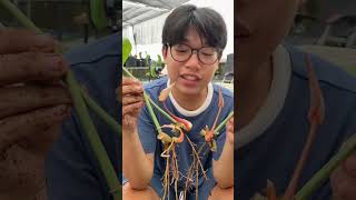 Philodendron gloriosum dark form shorts shortvideo anthurium [upl. by Carol]