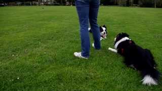 Border Collie dogs go nuts for balls [upl. by Ellemrac]