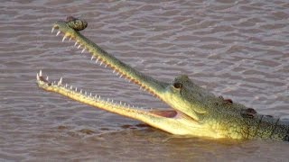 Last Chance for Gharial  Gharial Ecology Project Chambal [upl. by Niarbo]