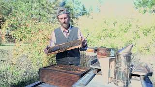 What is Natural Nest beekeeping [upl. by El]