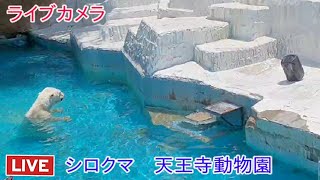 ライブカメラ シロクマ 天王寺動物園 Live camera polar bear Tennoji Zoo [upl. by Mor]