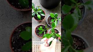 Preparing Mini Kaffir Lime Forest for Winter Indoors [upl. by Danae]