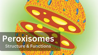 Peroxisomes Peroxisomes Structure and Function Biology Cell Biology [upl. by Daraj]